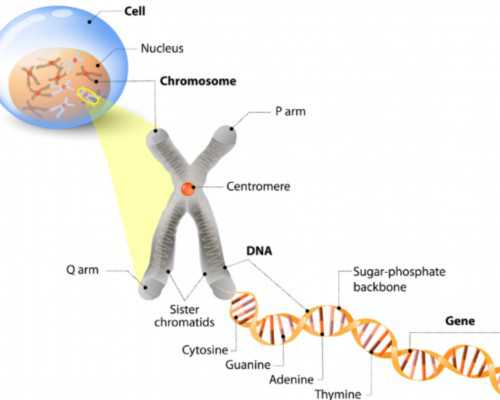 天津代生男孩，天津试管婴儿排名最好的有哪些？
