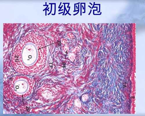 代生儿子机构,沈阳个人代孕价格