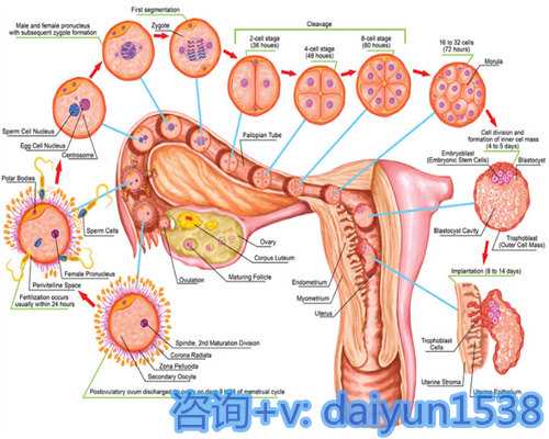 长春供卵包成功多少钱,让婚姻更加完美,让家庭更加幸福